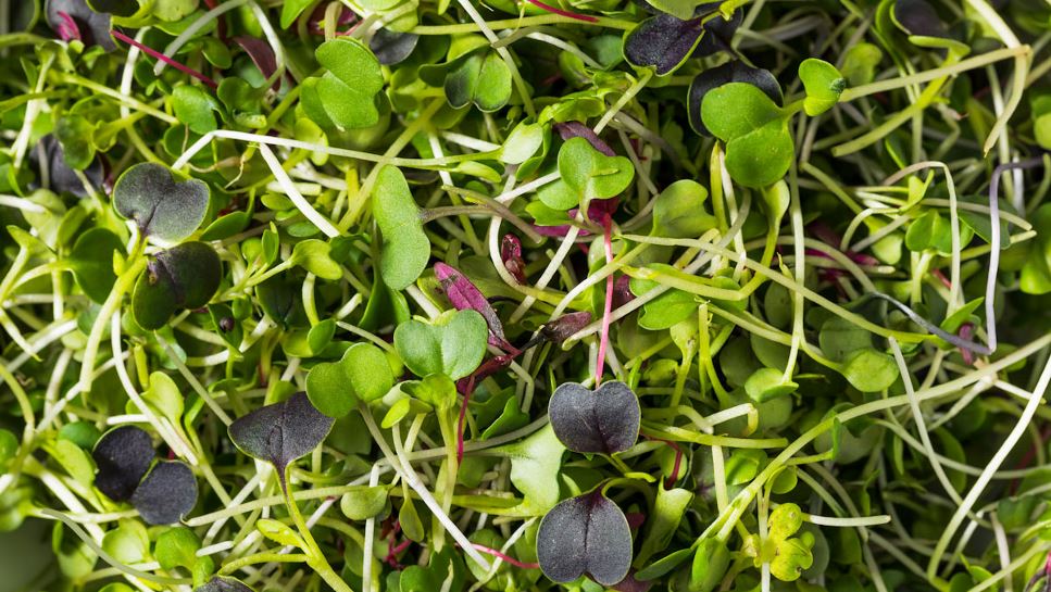 Close up of a variety of microgreen sprouts