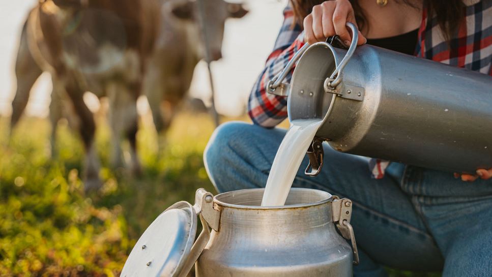 Woman on farm pouring fresh, raw milk from a pail into a cylinder.